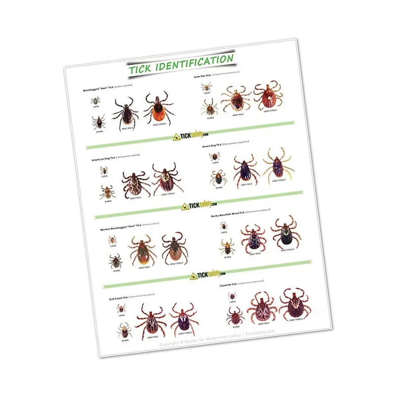 Large-Format Tick Identification Educational Poster 1
